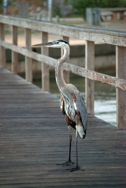 Photo by GK Dyson Photography